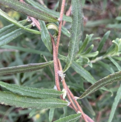 Billardiera scandens (Hairy Apple Berry) at Aranda, ACT - 17 Aug 2022 by Ned_Johnston