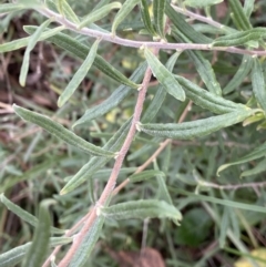 Billardiera scandens at Aranda, ACT - 18 Aug 2022 09:20 AM