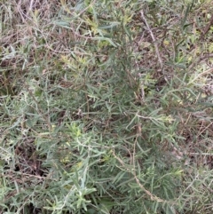 Billardiera scandens at Aranda, ACT - 18 Aug 2022