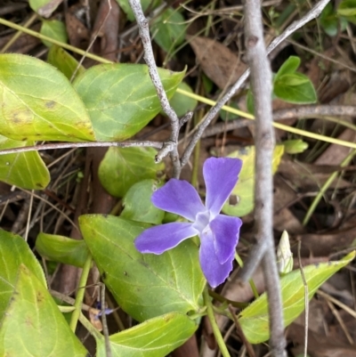 Vinca major (Blue Periwinkle) at Aranda, ACT - 18 Aug 2022 by NedJohnston