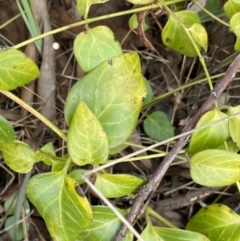 Vinca major at Aranda, ACT - 18 Aug 2022