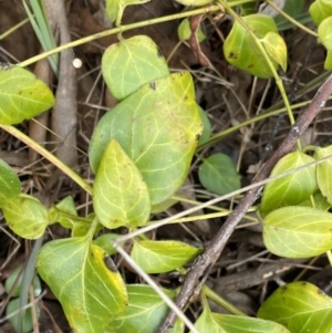 Vinca major at Aranda, ACT - 18 Aug 2022 09:19 AM