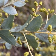 Acacia cultriformis (Knife Leaf Wattle) at Aranda, ACT - 18 Aug 2022 by NedJohnston