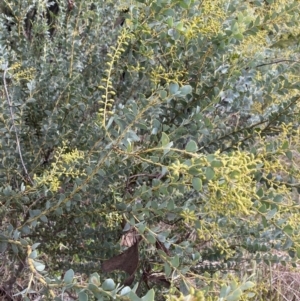 Acacia cultriformis at Aranda, ACT - 18 Aug 2022