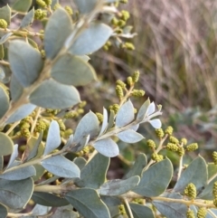 Acacia cultriformis at Aranda, ACT - 18 Aug 2022