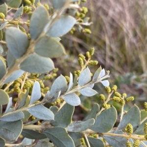 Acacia cultriformis at Aranda, ACT - 18 Aug 2022