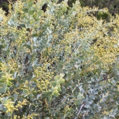 Acacia cultriformis at Aranda, ACT - 18 Aug 2022 09:18 AM