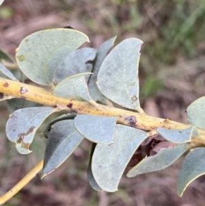 Acacia cultriformis at Aranda, ACT - 18 Aug 2022