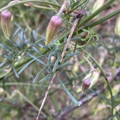 Clematis leptophylla (Small-leaf Clematis, Old Man's Beard) at Aranda, ACT - 18 Aug 2022 by NedJohnston