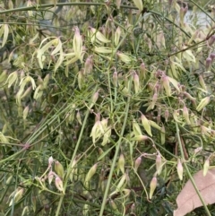 Clematis leptophylla at Aranda, ACT - 18 Aug 2022