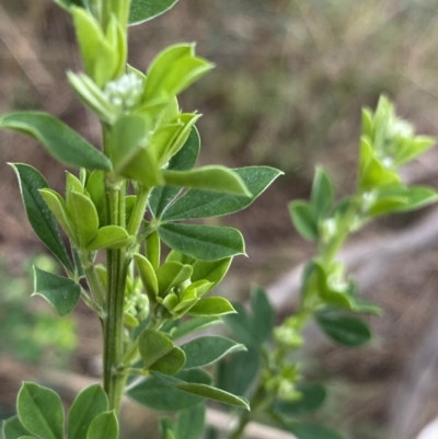 Genista monspessulana (Cape Broom, Montpellier Broom) at Aranda, ACT - 18 Aug 2022 by NedJohnston