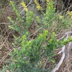 Genista monspessulana at Aranda, ACT - 18 Aug 2022