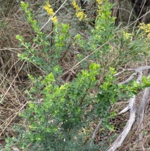 Genista monspessulana at Aranda, ACT - 18 Aug 2022