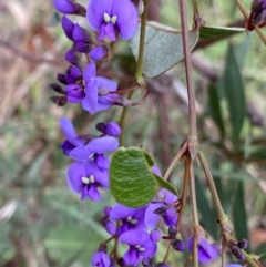 Hardenbergia violacea (False Sarsaparilla) at Aranda, ACT - 18 Aug 2022 by NedJohnston