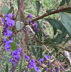 Hardenbergia violacea at Aranda, ACT - 18 Aug 2022 09:13 AM