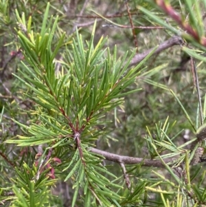 Grevillea rosmarinifolia subsp. rosmarinifolia at Aranda, ACT - 18 Aug 2022