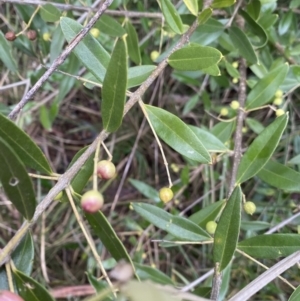 Olea europaea subsp. cuspidata at Aranda, ACT - 18 Aug 2022