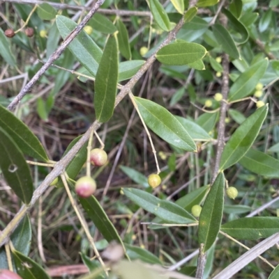 Olea europaea subsp. cuspidata (African Olive) at Aranda, ACT - 18 Aug 2022 by NedJohnston