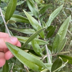 Olea europaea subsp. cuspidata at Aranda, ACT - 18 Aug 2022