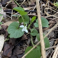 Viola odorata (Sweet Violet, Common Violet) at Aranda, ACT - 18 Aug 2022 by NedJohnston