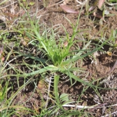 Eryngium ovinum (Blue Devil) at Budjan Galindji (Franklin Grassland) Reserve - 27 Aug 2022 by michaelb