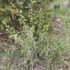 Lycium ferocissimum (African Boxthorn) at Oaks Estate, ACT - 2 Sep 2022 by SteveBorkowskis