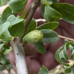 Lycium ferocissimum at Oaks Estate, ACT - 2 Sep 2022