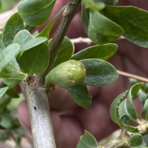 Lycium ferocissimum at Oaks Estate, ACT - 2 Sep 2022