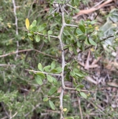 Lycium ferocissimum at Oaks Estate, ACT - 2 Sep 2022