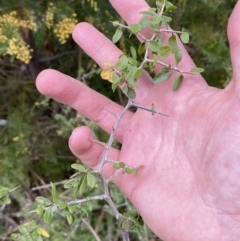 Lycium ferocissimum at Oaks Estate, ACT - 2 Sep 2022