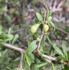 Lycium ferocissimum at Oaks Estate, ACT - 2 Sep 2022