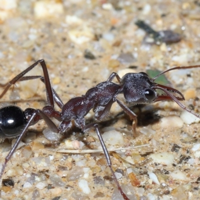 Myrmecia simillima (A Bull Ant) at Tidbinbilla Nature Reserve - 31 Aug 2022 by TimL