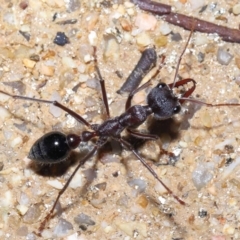 Myrmecia simillima at Paddys River, ACT - 31 Aug 2022 12:57 PM