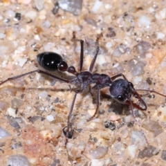 Myrmecia simillima at Paddys River, ACT - 31 Aug 2022 12:57 PM