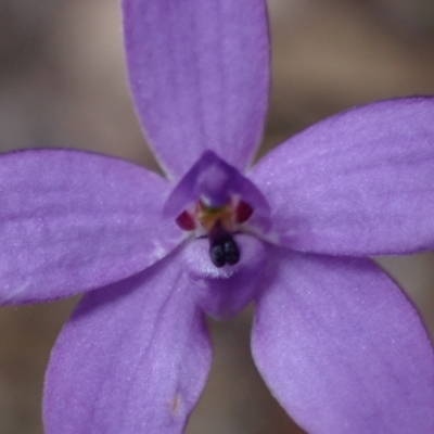 Glossodia minor (Small Wax-lip Orchid) at Jervis Bay National Park - 29 Aug 2022 by AnneG1