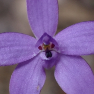 Glossodia minor (Small Wax-lip Orchid) at Hyams Beach, NSW - 29 Aug 2022 by AnneG1