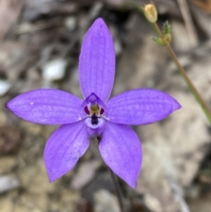 Glossodia minor at Hyams Beach, NSW - suppressed