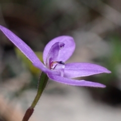 Glossodia minor at Hyams Beach, NSW - suppressed