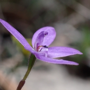 Glossodia minor at Hyams Beach, NSW - suppressed