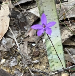 Glossodia minor at Hyams Beach, NSW - suppressed