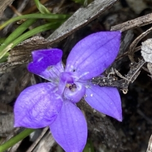 Glossodia minor at Hyams Beach, NSW - suppressed