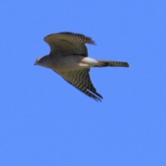 Accipiter cirrocephalus (Collared Sparrowhawk) at Wodonga, VIC - 2 Sep 2022 by KylieWaldon