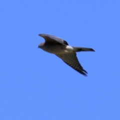 Accipiter cirrocephalus at Wodonga, VIC - 2 Sep 2022