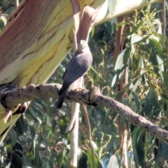 Accipiter cirrocephalus at Wodonga, VIC - 2 Sep 2022