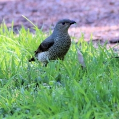 Ptilonorhynchus violaceus (Satin Bowerbird) at Clyde Cameron Reserve - 2 Sep 2022 by KylieWaldon