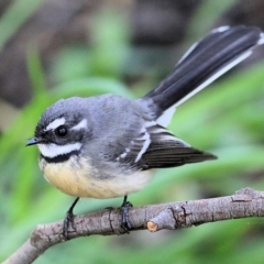 Rhipidura albiscapa (Grey Fantail) at Wodonga - 2 Sep 2022 by KylieWaldon