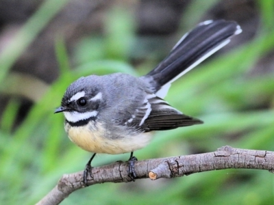 Rhipidura albiscapa (Grey Fantail) at Wodonga, VIC - 2 Sep 2022 by KylieWaldon