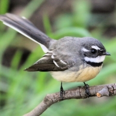Rhipidura albiscapa at Wodonga, VIC - 2 Sep 2022