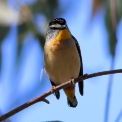 Pardalotus punctatus (Spotted Pardalote) at Clyde Cameron Reserve - 2 Sep 2022 by KylieWaldon