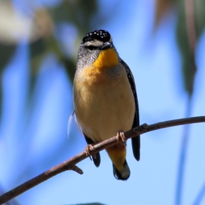 Pardalotus punctatus (Spotted Pardalote) at Wodonga - 2 Sep 2022 by KylieWaldon